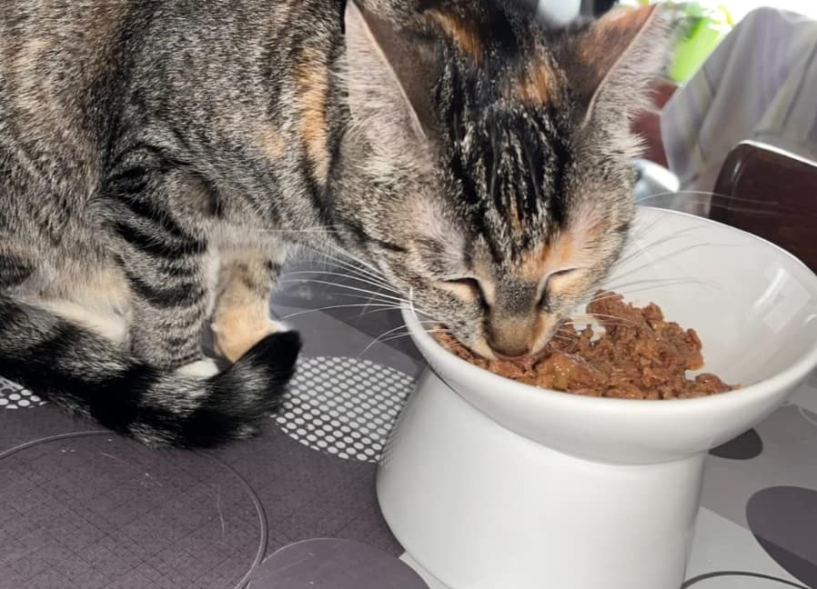 gamelle surélevée chat