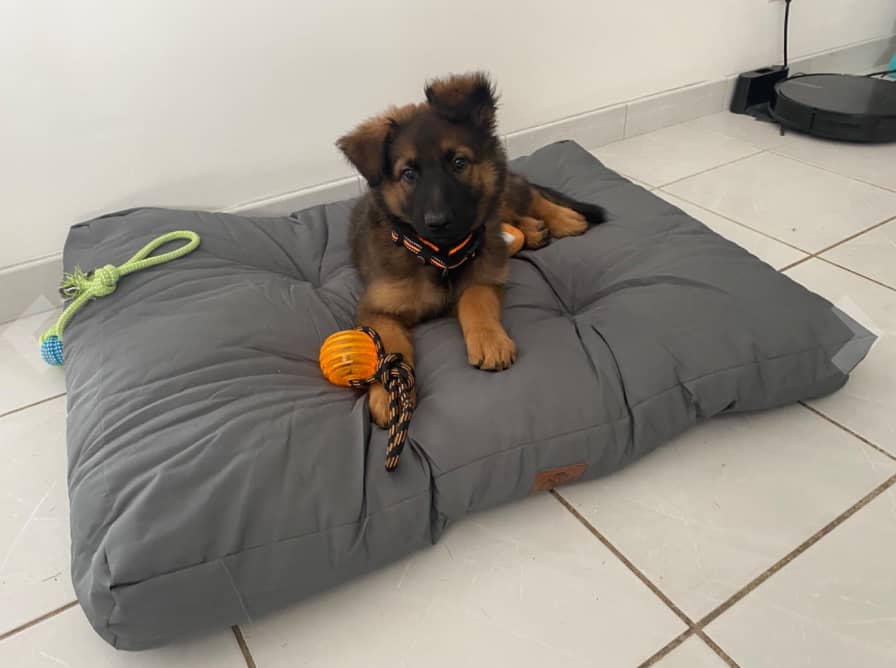 Les critères de choix d'un panier pour chien destructeur