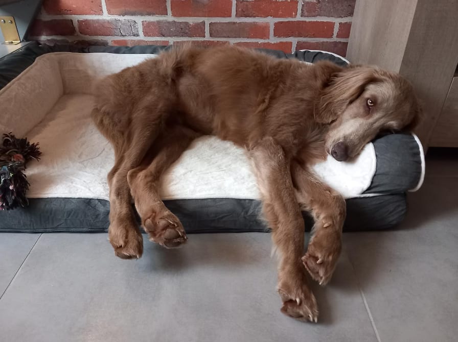 panier orthopédique chien